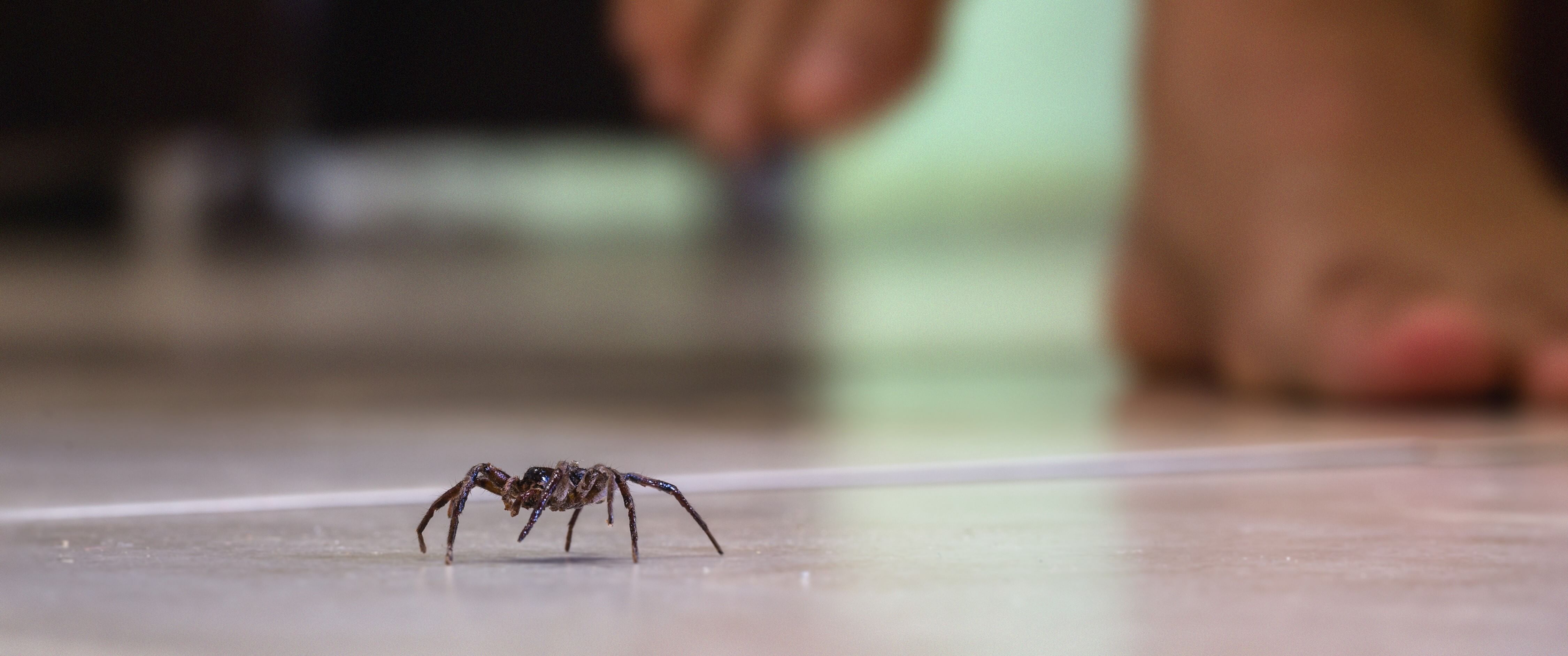 Spider Bite Vs Mosquito Bite SafeHaven Pest Control   Spider On Floor 2 